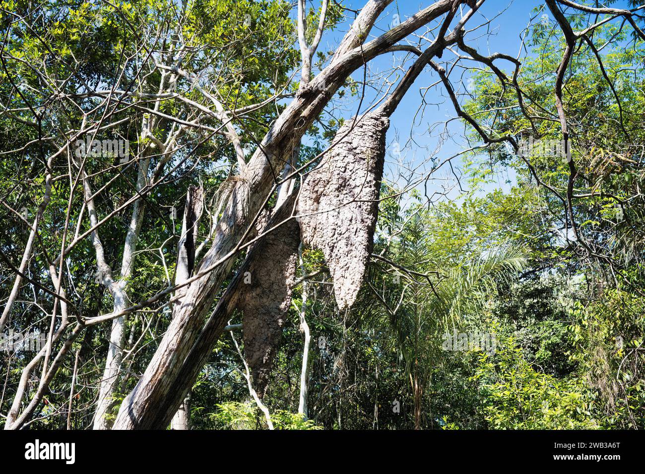 Tumulo di termite in un albero nella foresta allagata, stato di Amazonas, Brasile Foto Stock