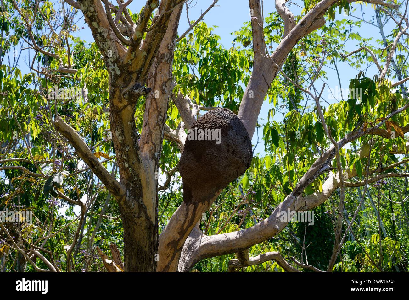 Tumulo di termite in un albero nella foresta allagata, stato di Amazonas, Brasile Foto Stock
