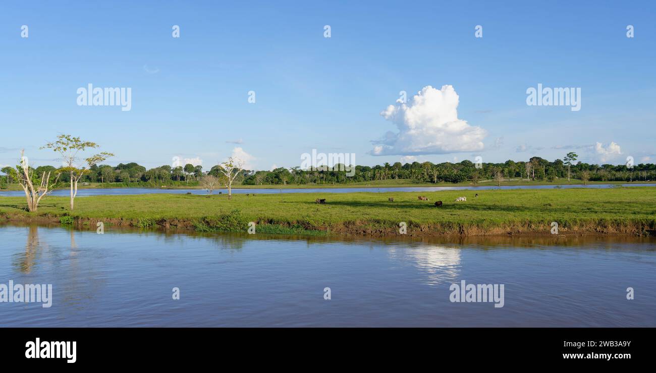 Il fiume Madeira, un affluente amazzonico, stato di Amazonas, Brasile Foto Stock