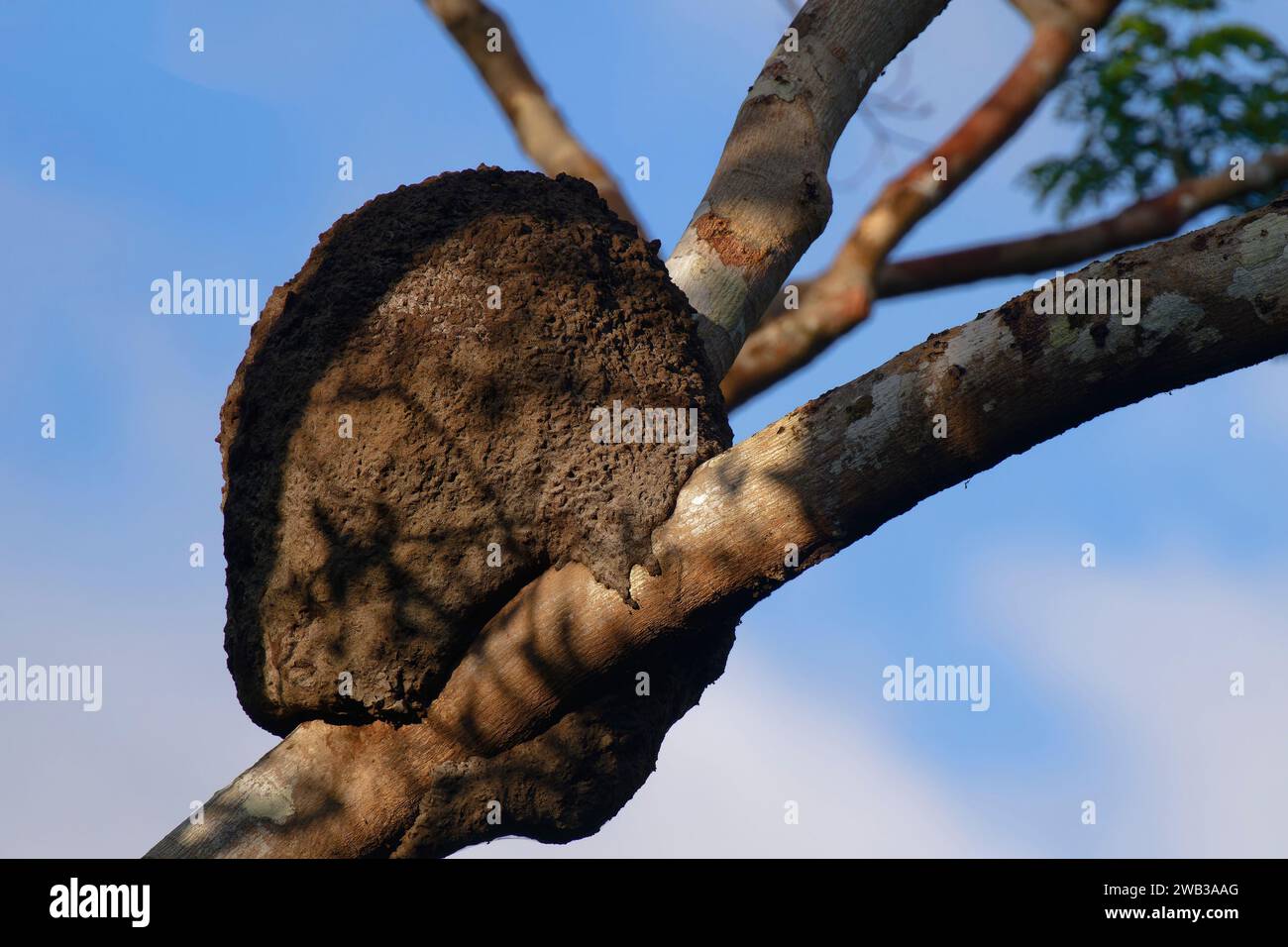 Tumulo di termite in un albero nella foresta allagata, stato di Amazonas, Brasile Foto Stock