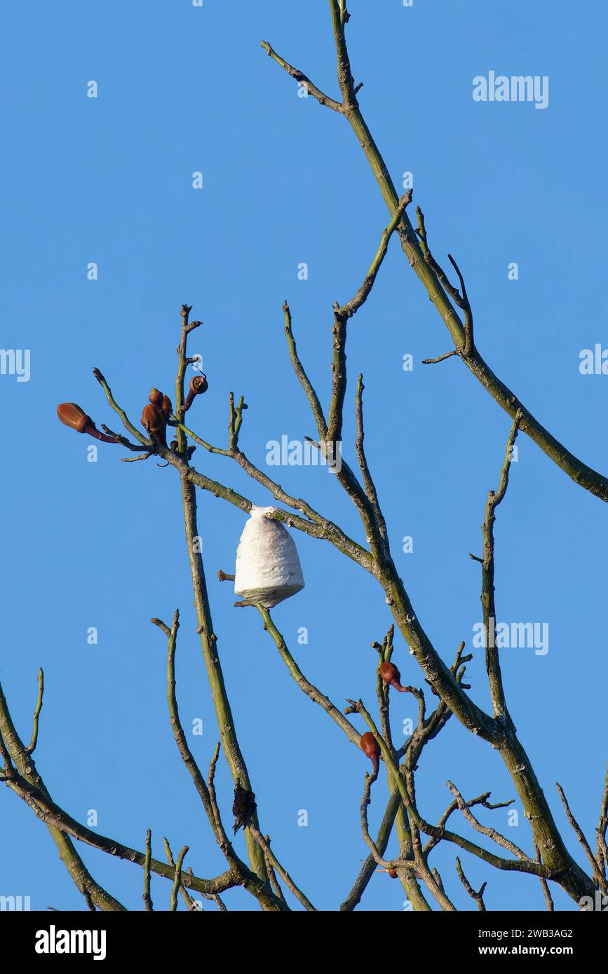Nido WASP appeso su un albero, stato di Amazonas, Brasile Foto Stock
