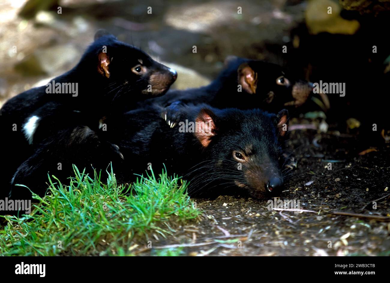 Tasmanian Devils, Tasmania, Australia Foto Stock