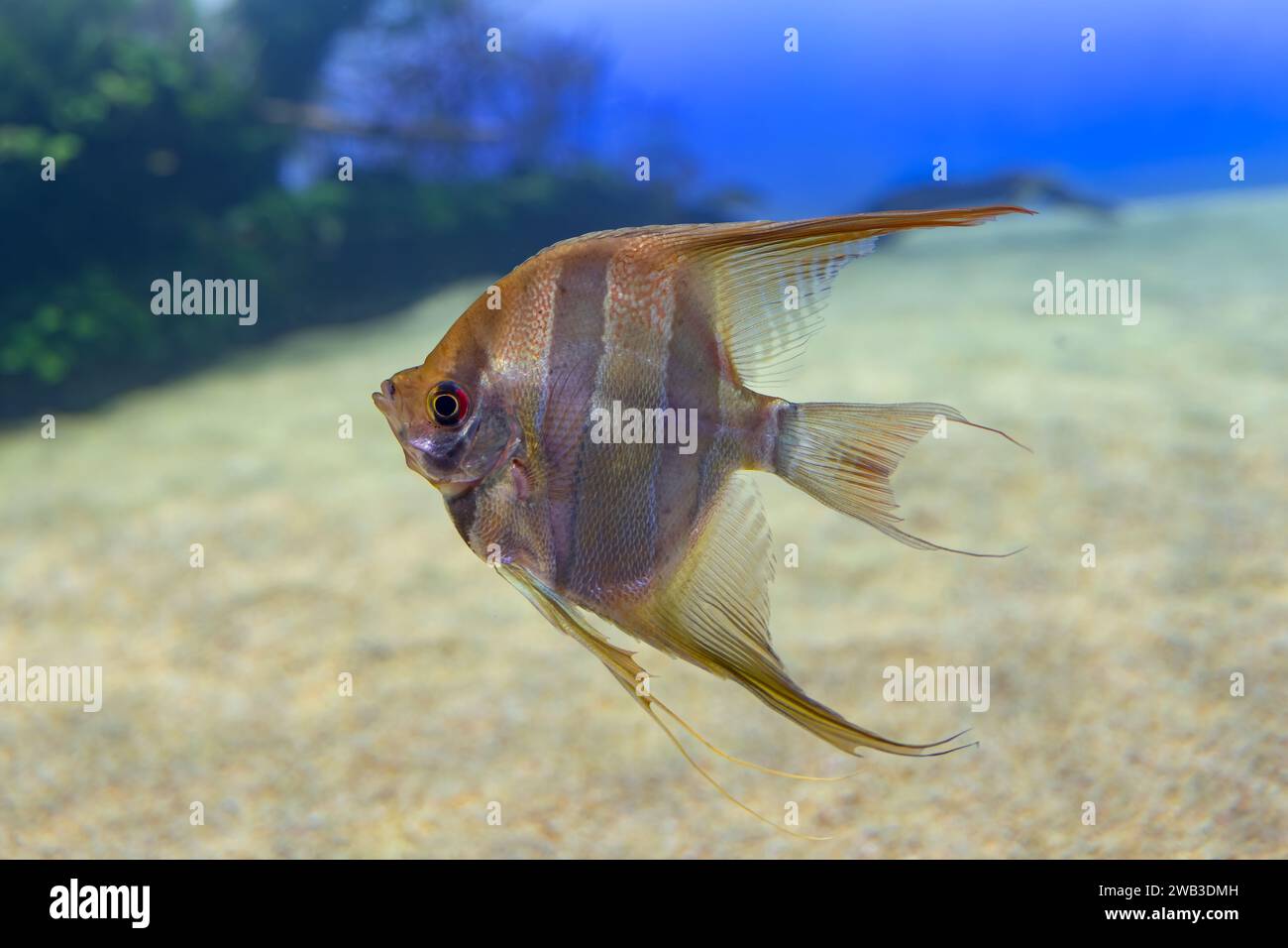Pterophyllum scalare angelfish, pesce della famiglia dei Ciclidi. Foto Stock