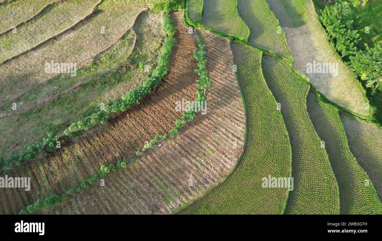 Una splendida vista dei lussureggianti campi di riso verdi di Tanah DATAR, Sumatra occidentale, Indonesia. Foto Stock