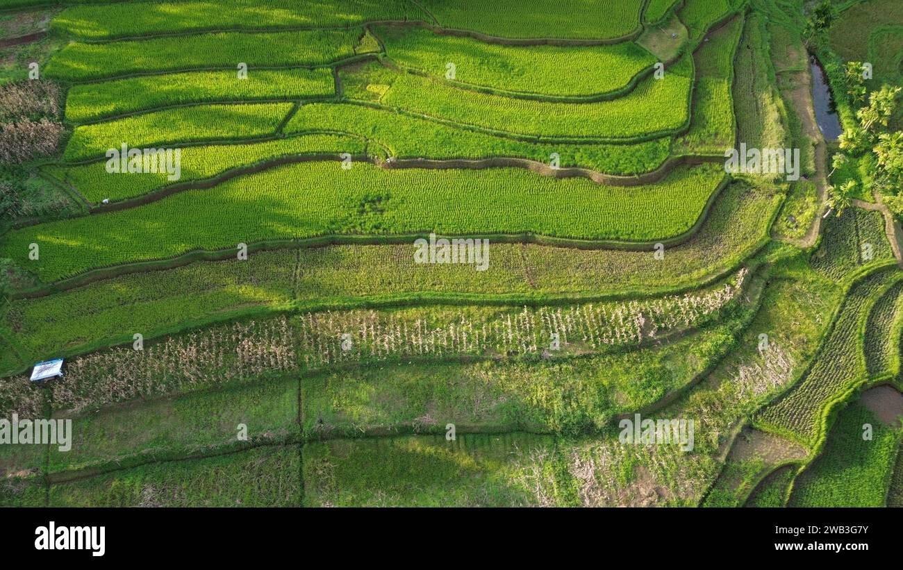 Una splendida vista dei lussureggianti campi di riso verdi di Tanah DATAR, Sumatra occidentale, Indonesia. Foto Stock
