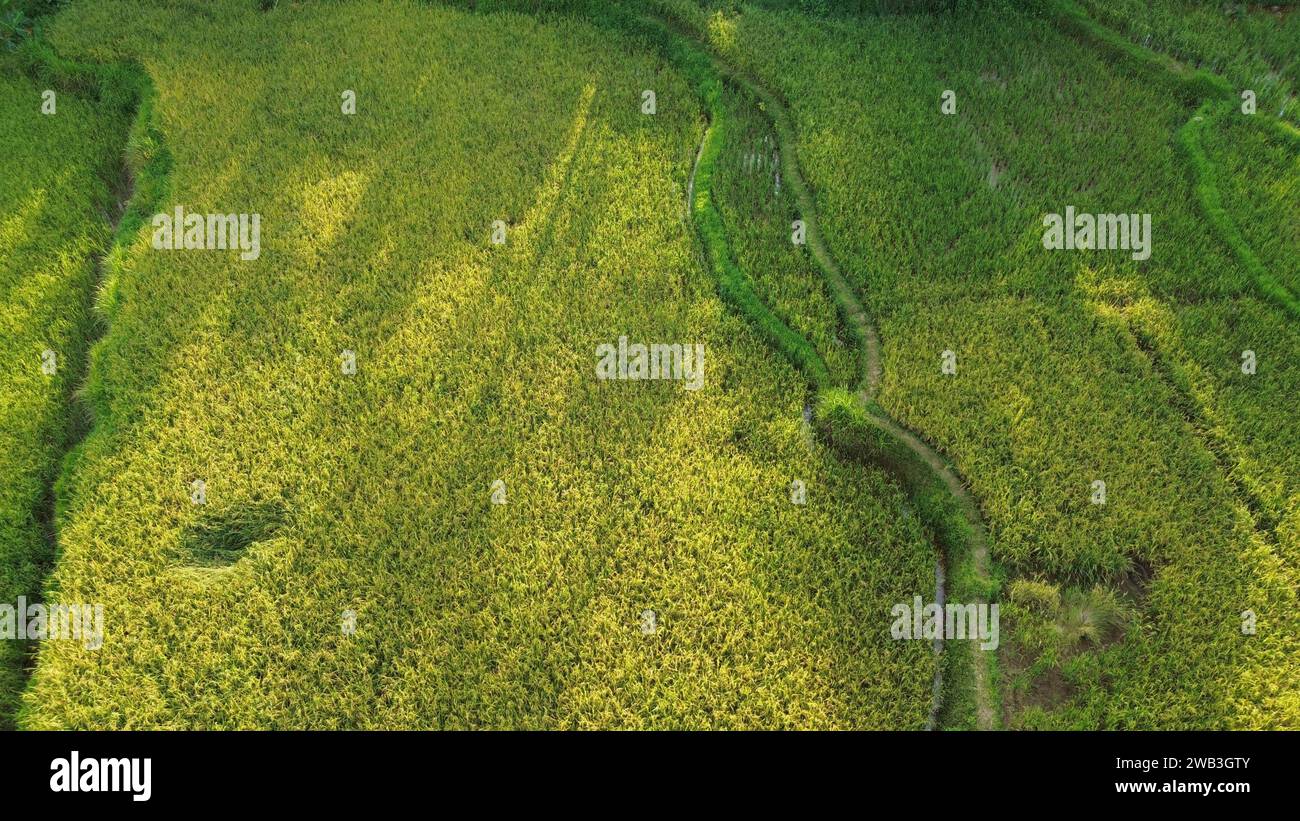 Una splendida vista dei lussureggianti campi di riso verdi di Tanah DATAR, Sumatra occidentale, Indonesia. Foto Stock