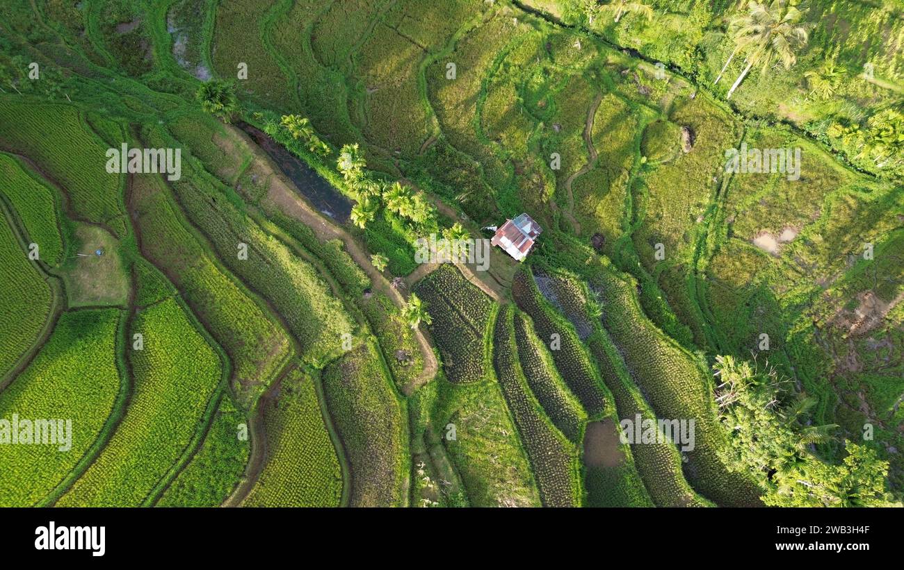 Una splendida vista dei lussureggianti campi di riso verdi di Tanah DATAR, Sumatra occidentale, Indonesia. Foto Stock