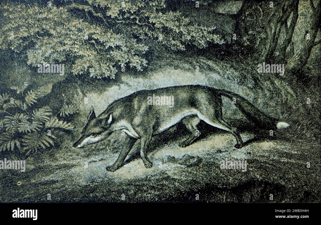 The Fox: Da una serie di vecchie stampe sportive monocromatiche dalle incisioni di Samuel Howitt, originariamente pubblicate tra il 1798 e il 1800. Howitt era un pittore inglese che lavorava in oli e acquerelli, dipingendo animali, scene di caccia, corse di cavalli e paesaggi. Fu anche incisore, illustratore e incisore. Questa immagine viene fotografata da una piccola stampa. Foto Stock