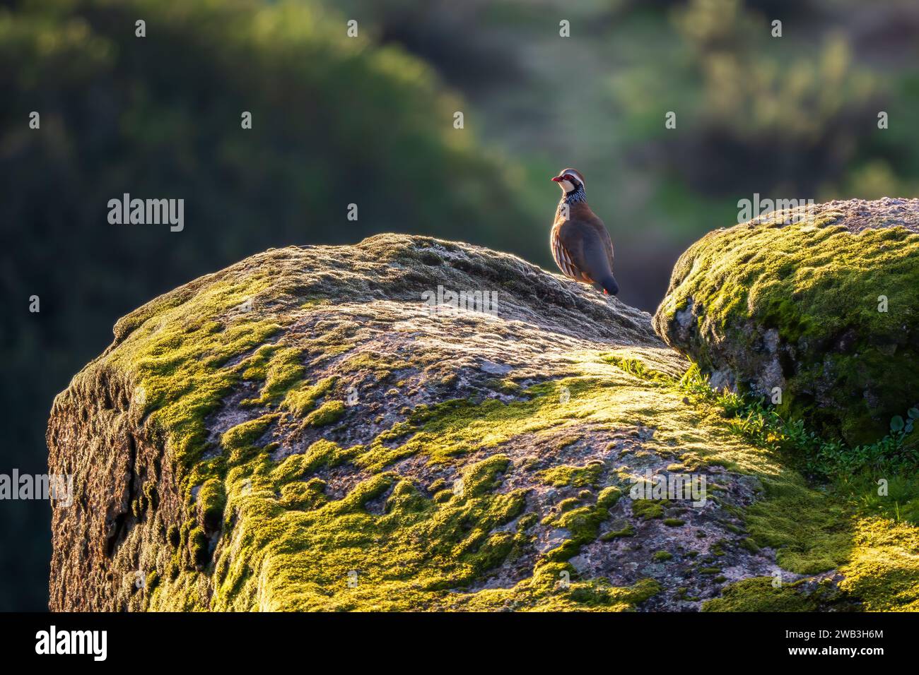 Partridge a zampe rosse - Alectoris rufa, splendido uccello macinato colorato della famiglia dei fagiani che vive nei campi e prati europei, Andalusia, Spagna. Foto Stock