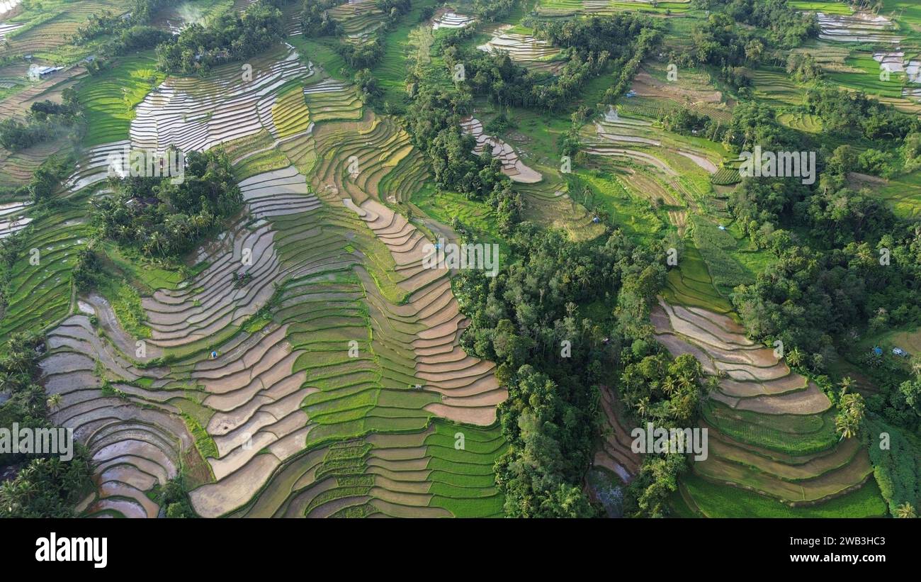 Una splendida vista dei lussureggianti campi di riso verdi di Tanah DATAR, Sumatra occidentale, Indonesia. Foto Stock