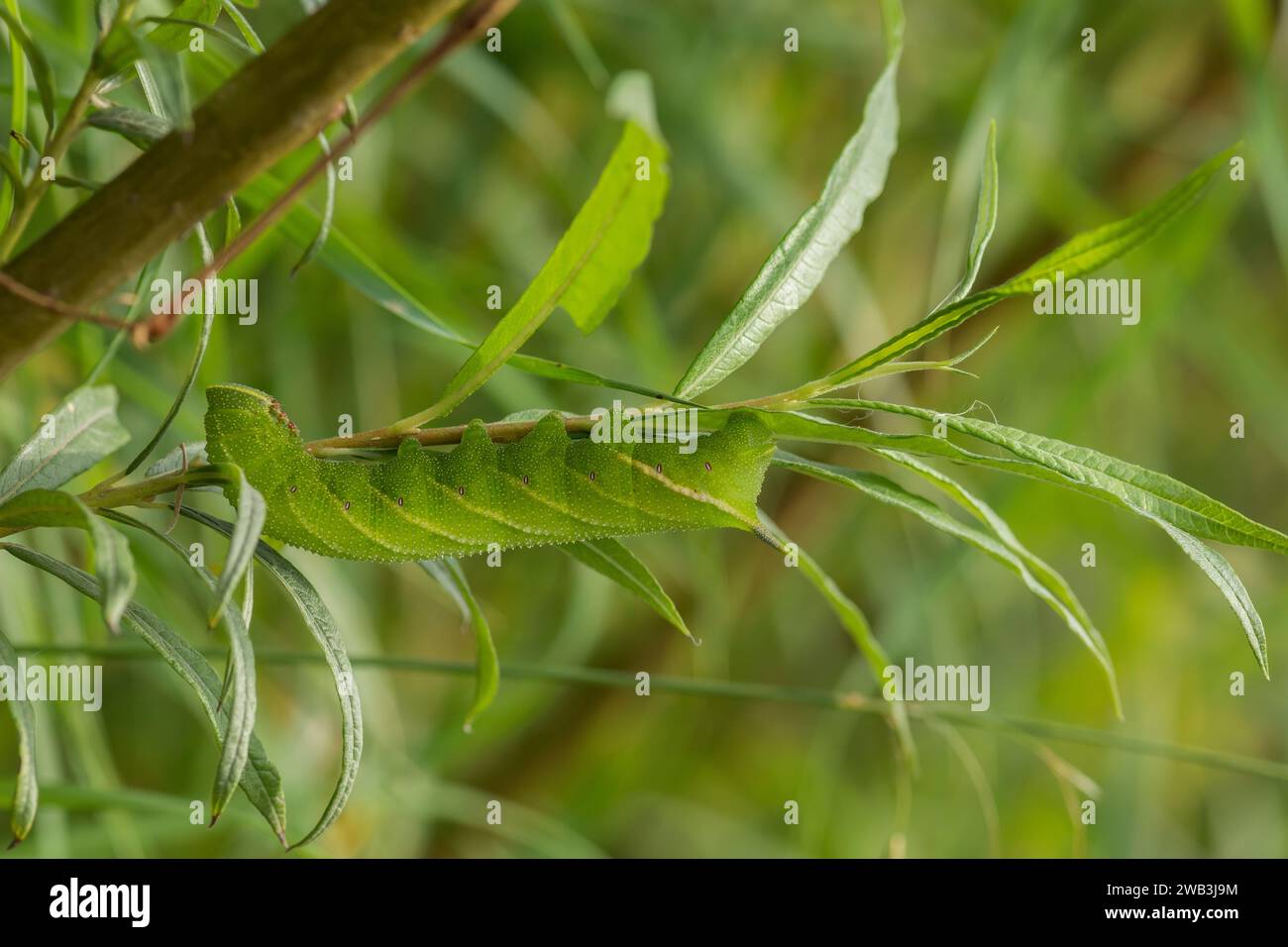 Poplar Hawkmoth Caterpillar Laothoe populi, ben mimetizzato su un ramo di salice, RSPB Saltholme Reserve, Teeside, agosto Foto Stock