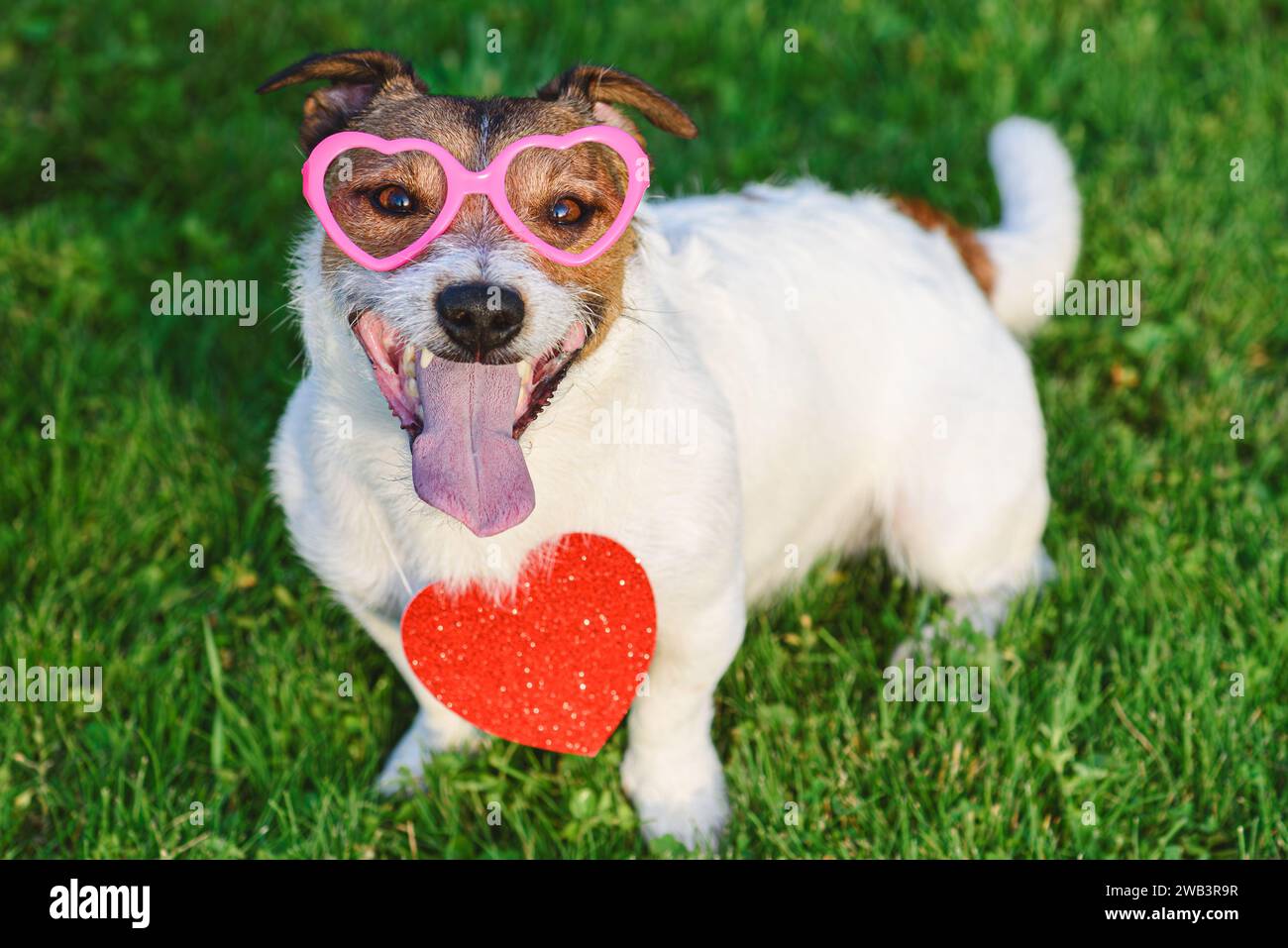 Buon San Valentino. Cane che indossa occhiali a forma di cuore e ciondolo all'esterno Foto Stock