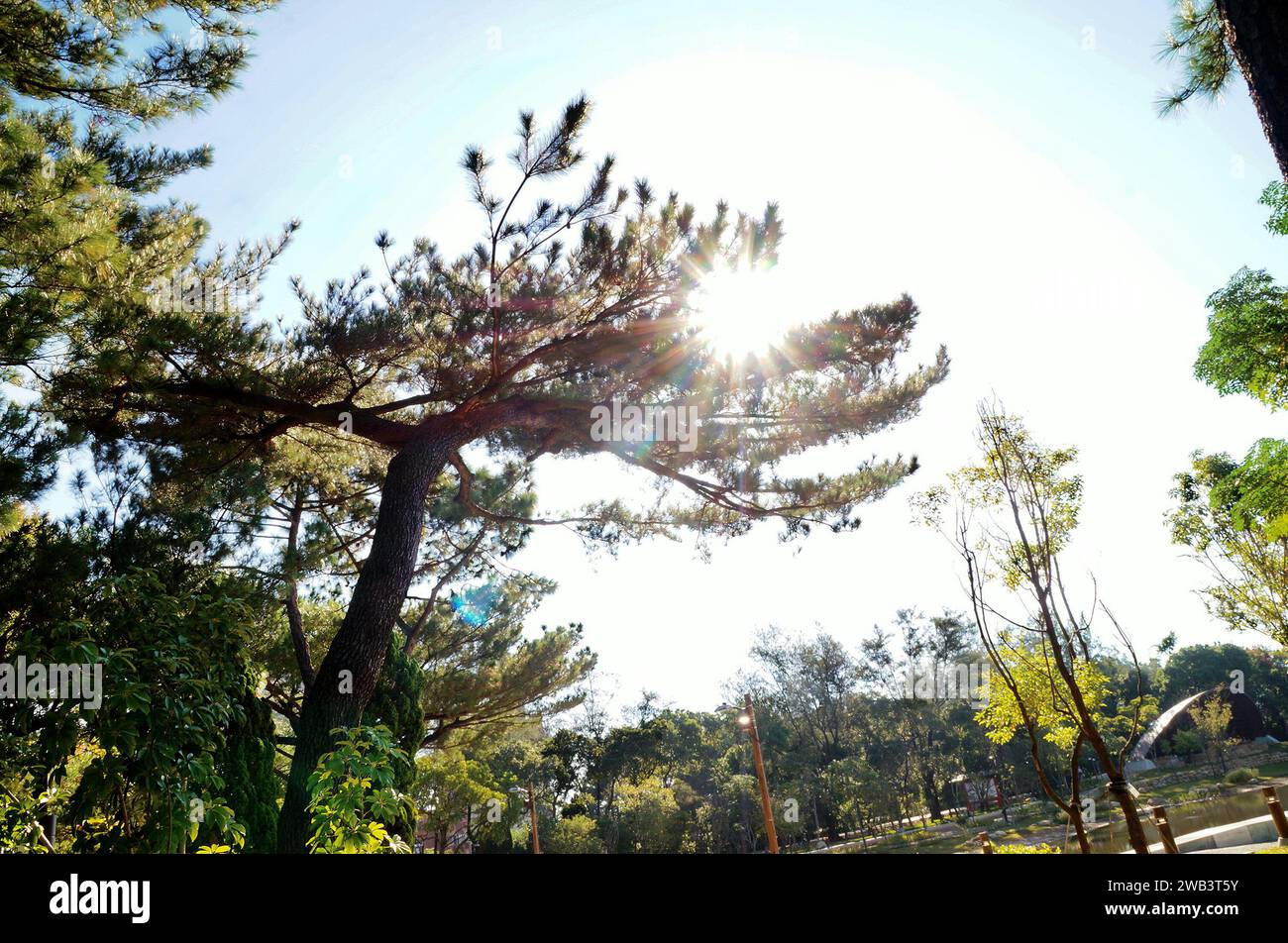 Sole che splende attraverso i rami degli alberi Foto Stock
