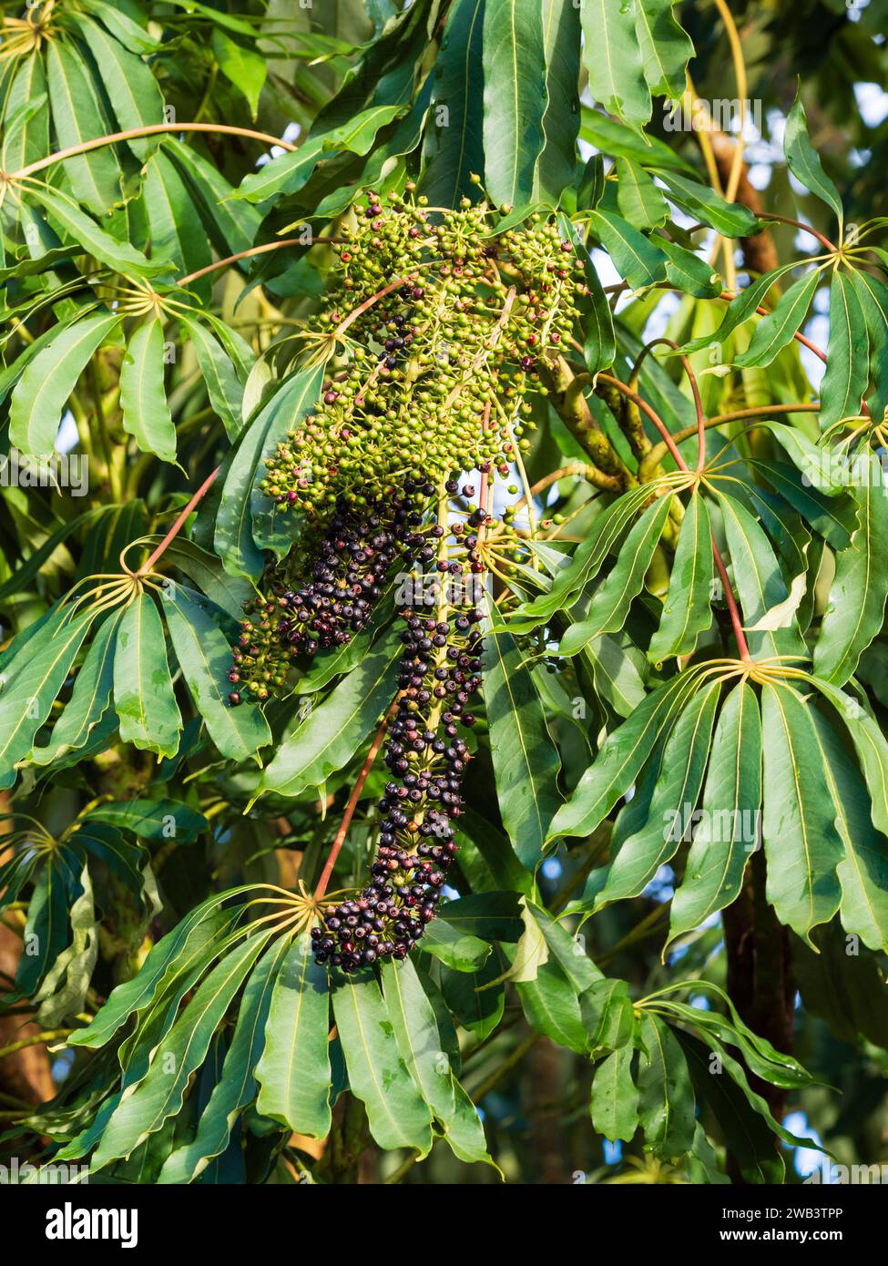 Frutti di bosco maturi e non maturi tra le foglie sempreverdi del palmato dell'esotico albero Schefflera taiwaniana "Garden House Form" Foto Stock