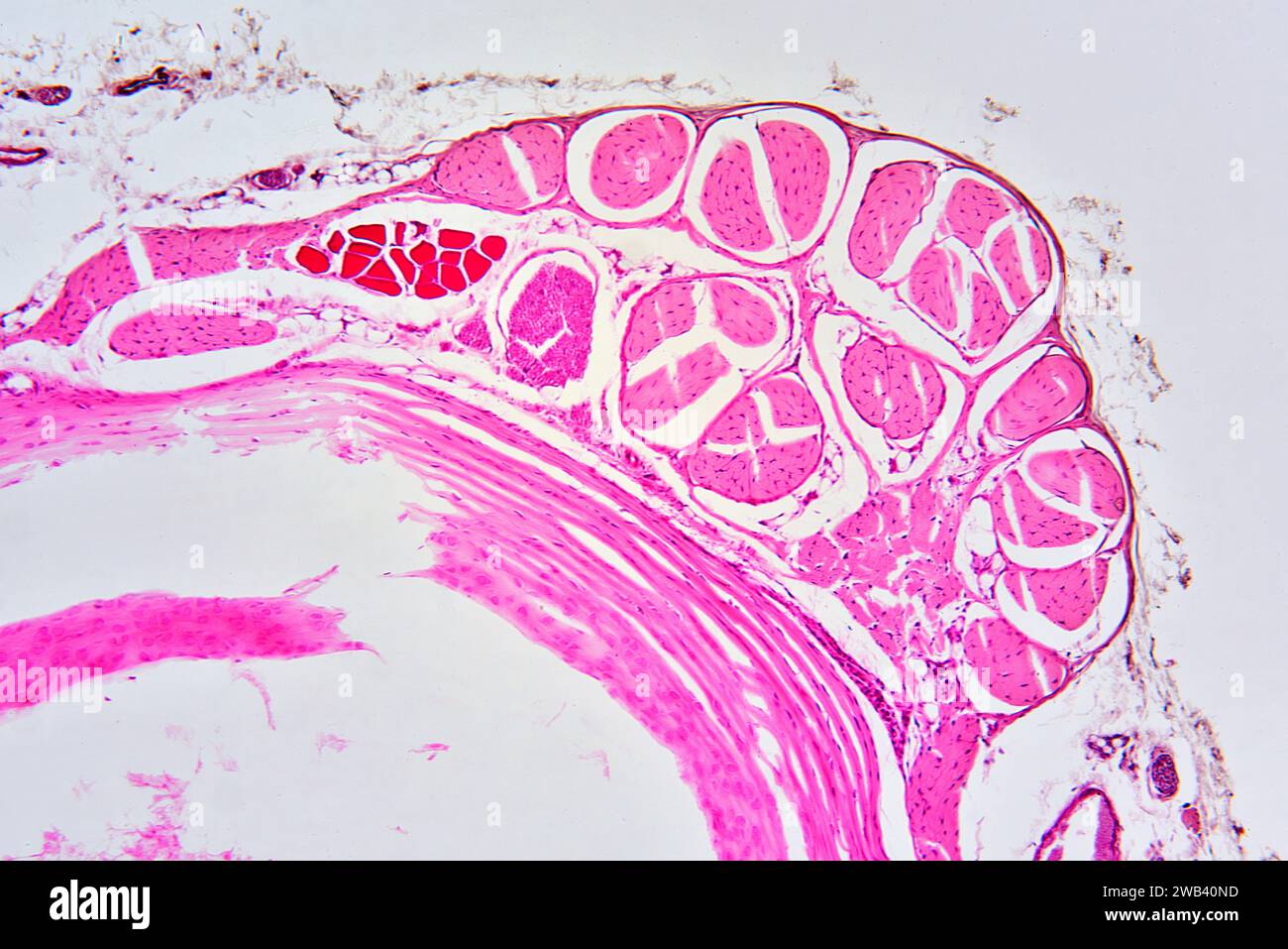 Tendine umane. Il tendine collega il muscolo all'osso. X75 a 10 cm di larghezza. Foto Stock