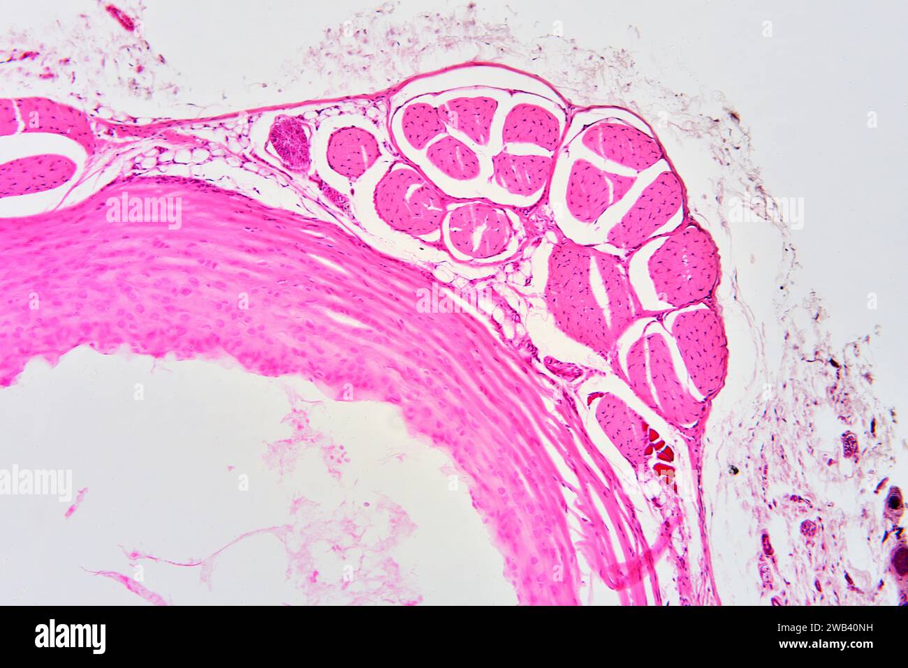 Tendine umane. Il tendine collega il muscolo all'osso. X75 a 10 cm di larghezza. Foto Stock