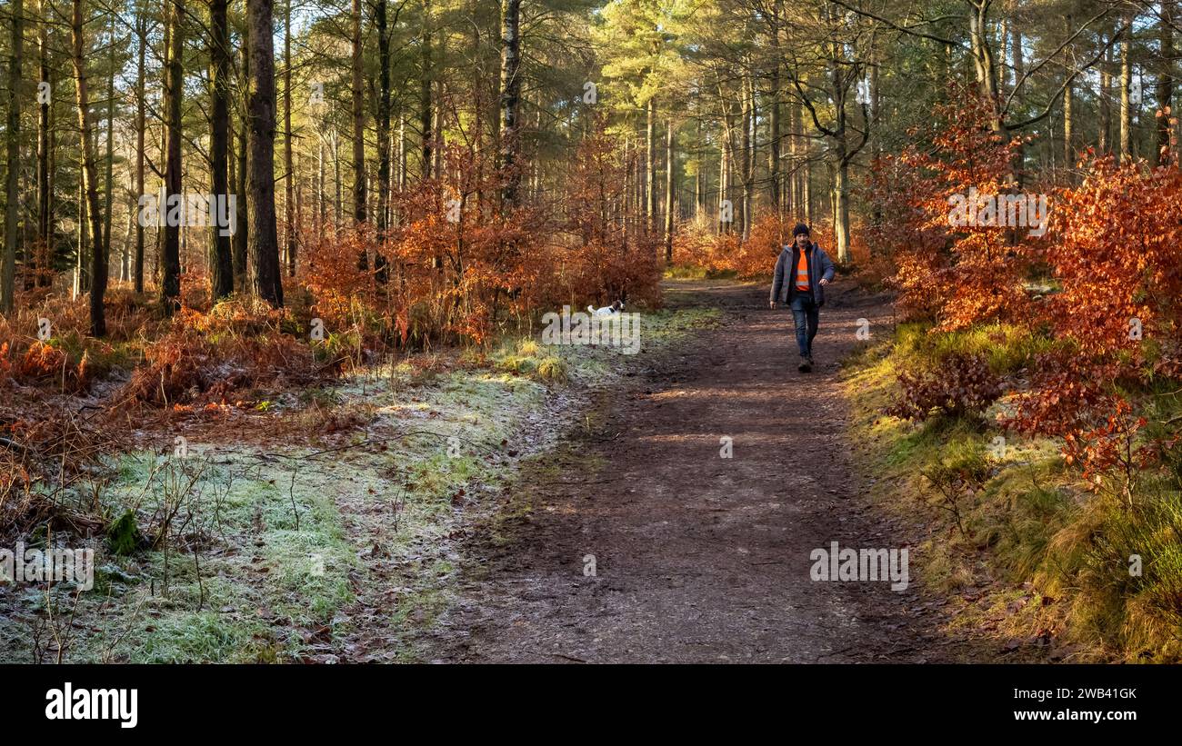 Colori invernali in Beacon Wood, Penrith, Cumbria, Regno Unito Foto Stock