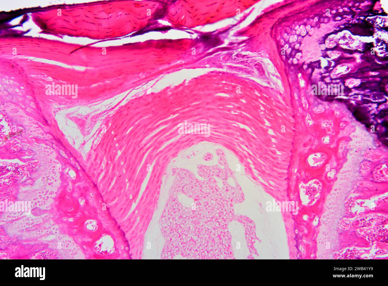 Tessuto connettivo fibroso. Fotomicrografo X75 con larghezza di 10 cm. Foto Stock
