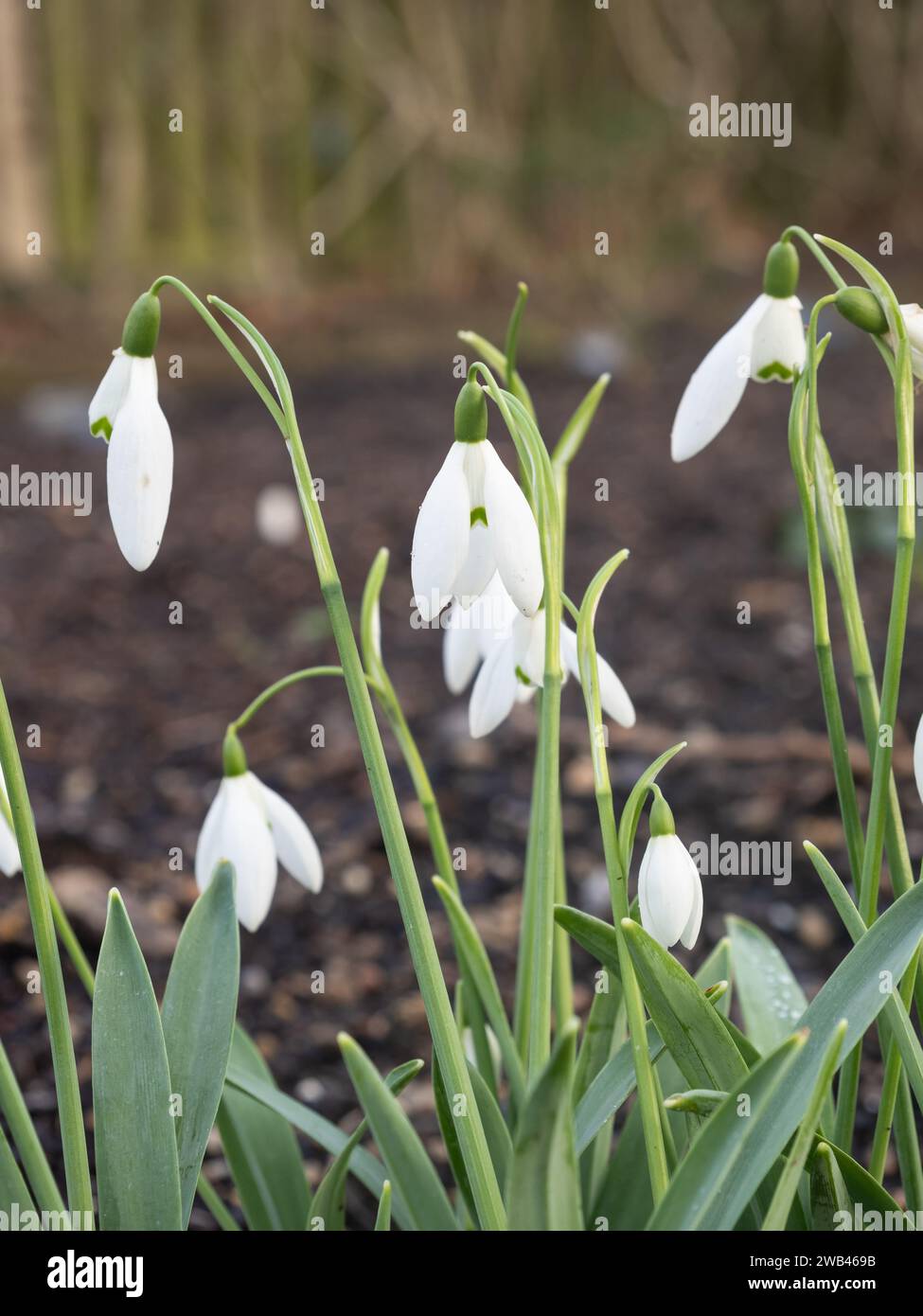 Galanthus elwesii "signora Macnamara”. Foto Stock