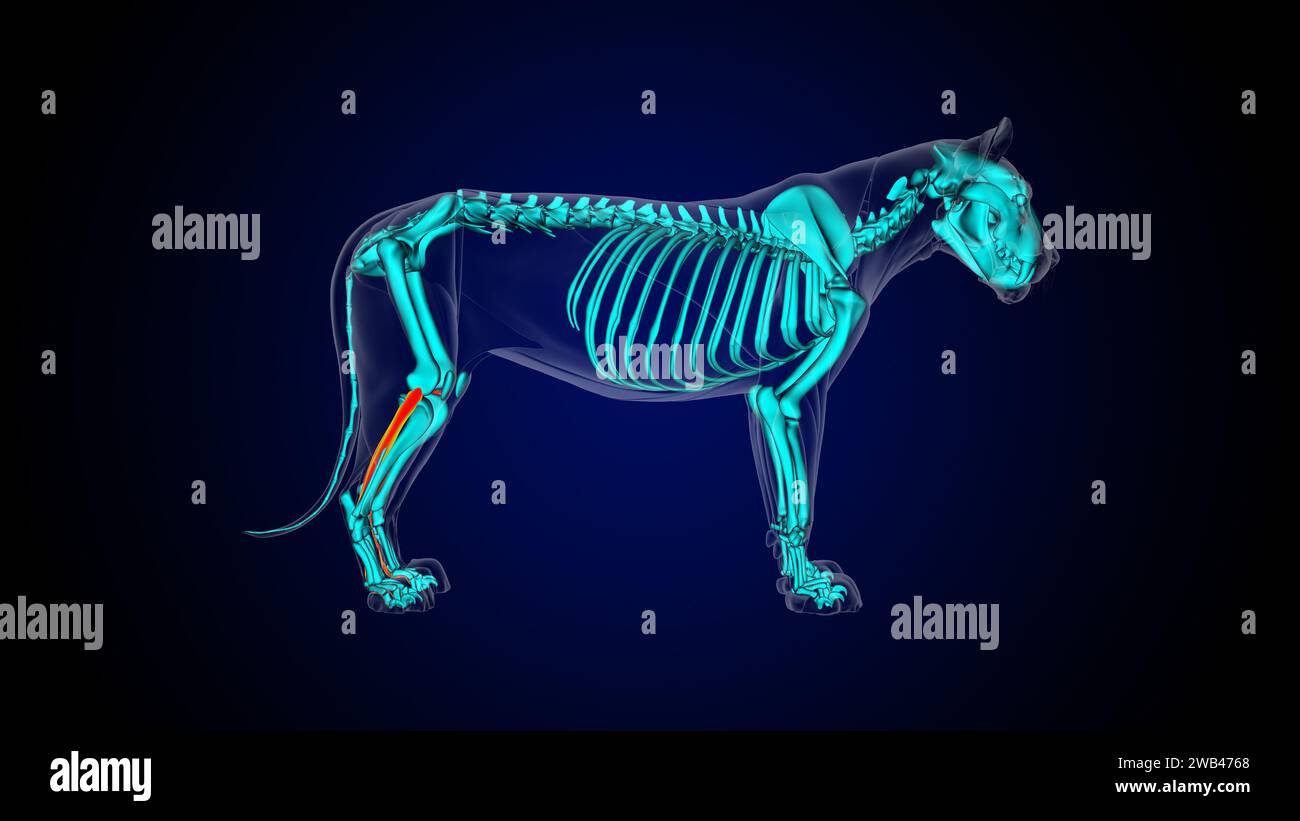 Flessor digitorum longus muscolo leone anatomia muscolare per il concetto medico illustrazione 3D. Foto Stock