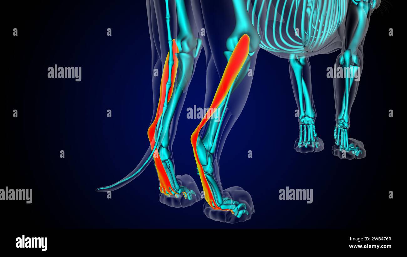 Flessor digitorum superficialis muscolo gamba leone anatomia muscolare per il concetto medico illustrazione 3D. Foto Stock