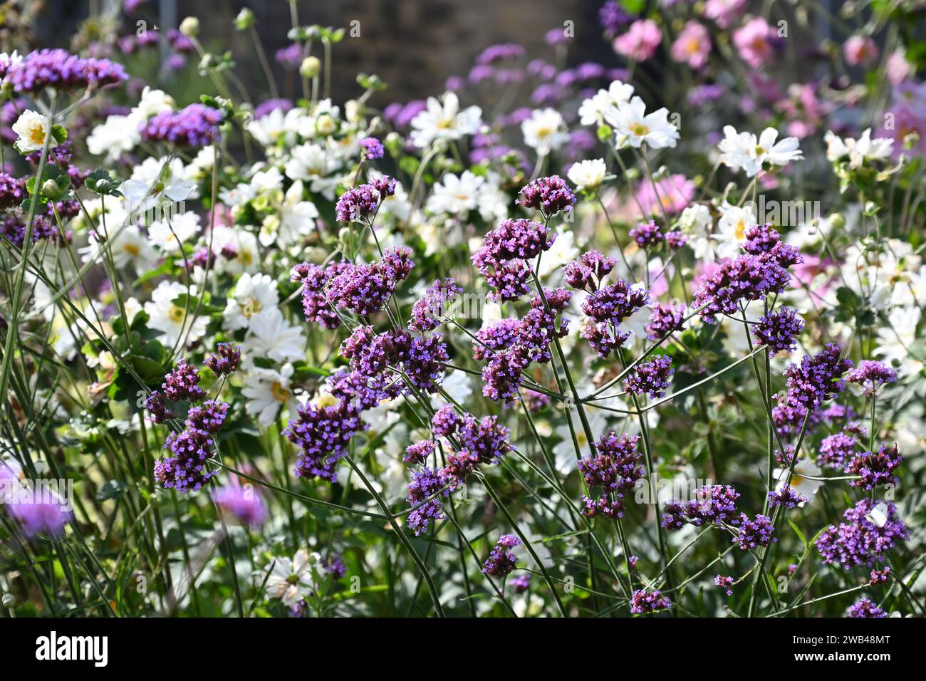 Fine estate confine con fiori viola e bianchi con verbena bonariensis e anemoni giapponesi giardino britannico settembre Foto Stock
