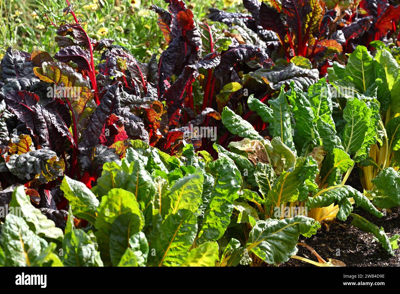 Foglie rosse e gialle a contrasto e steli di bietola svizzera che cresce nel giardino britannico di settembre Foto Stock