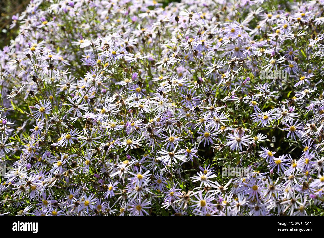 Fiori stellati viola pallido di tarda estate di margherite michaelmas o Aster x frikartii che crescono nel giardino britannico di settembre Foto Stock