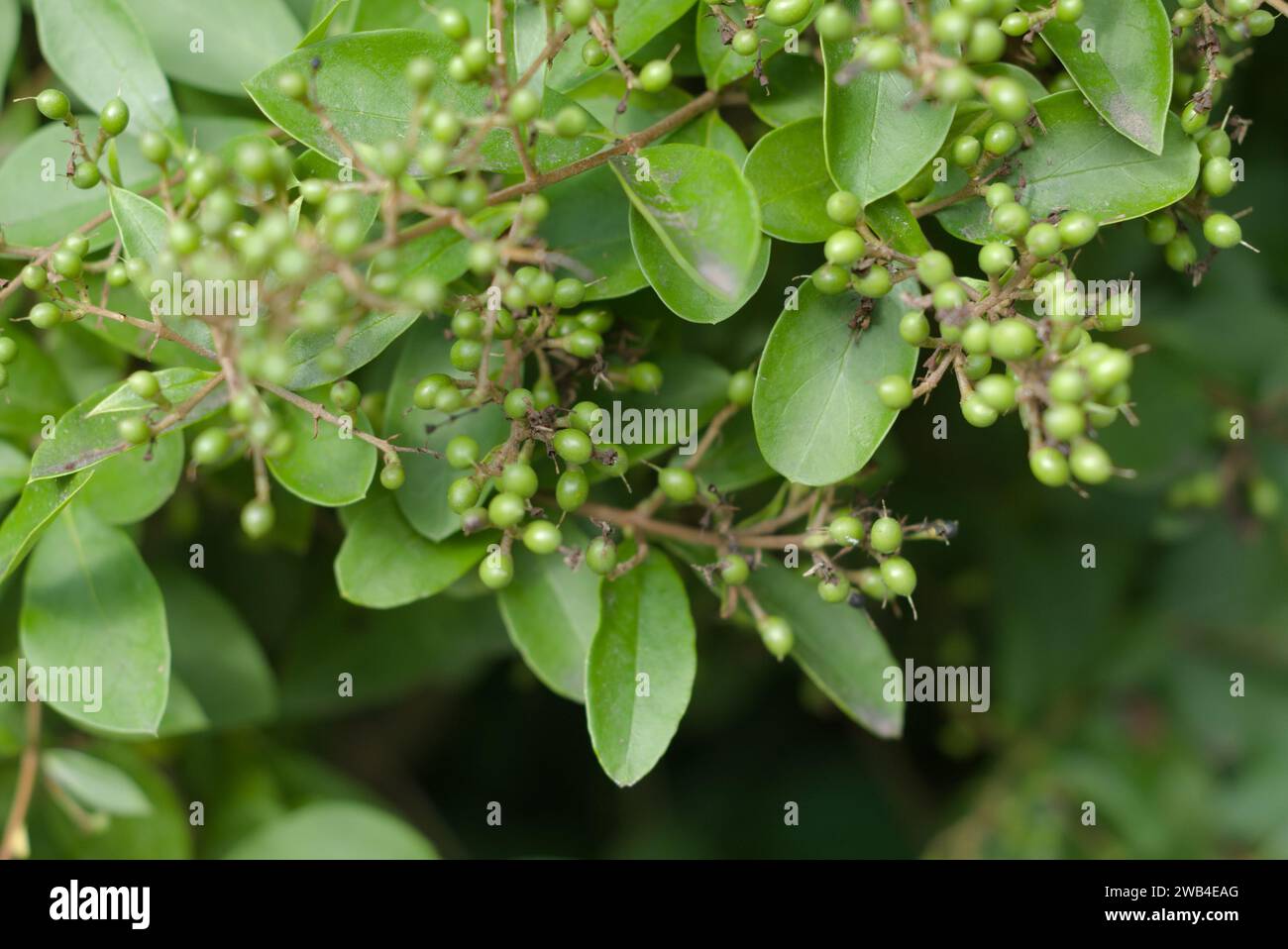 Ligustrum sinense o privet cinese. Si tratta di una pianta ornamentale sempreverde con bacche velenose. La pianta cresce in molti luoghi in Asia. Giappone Foto Stock
