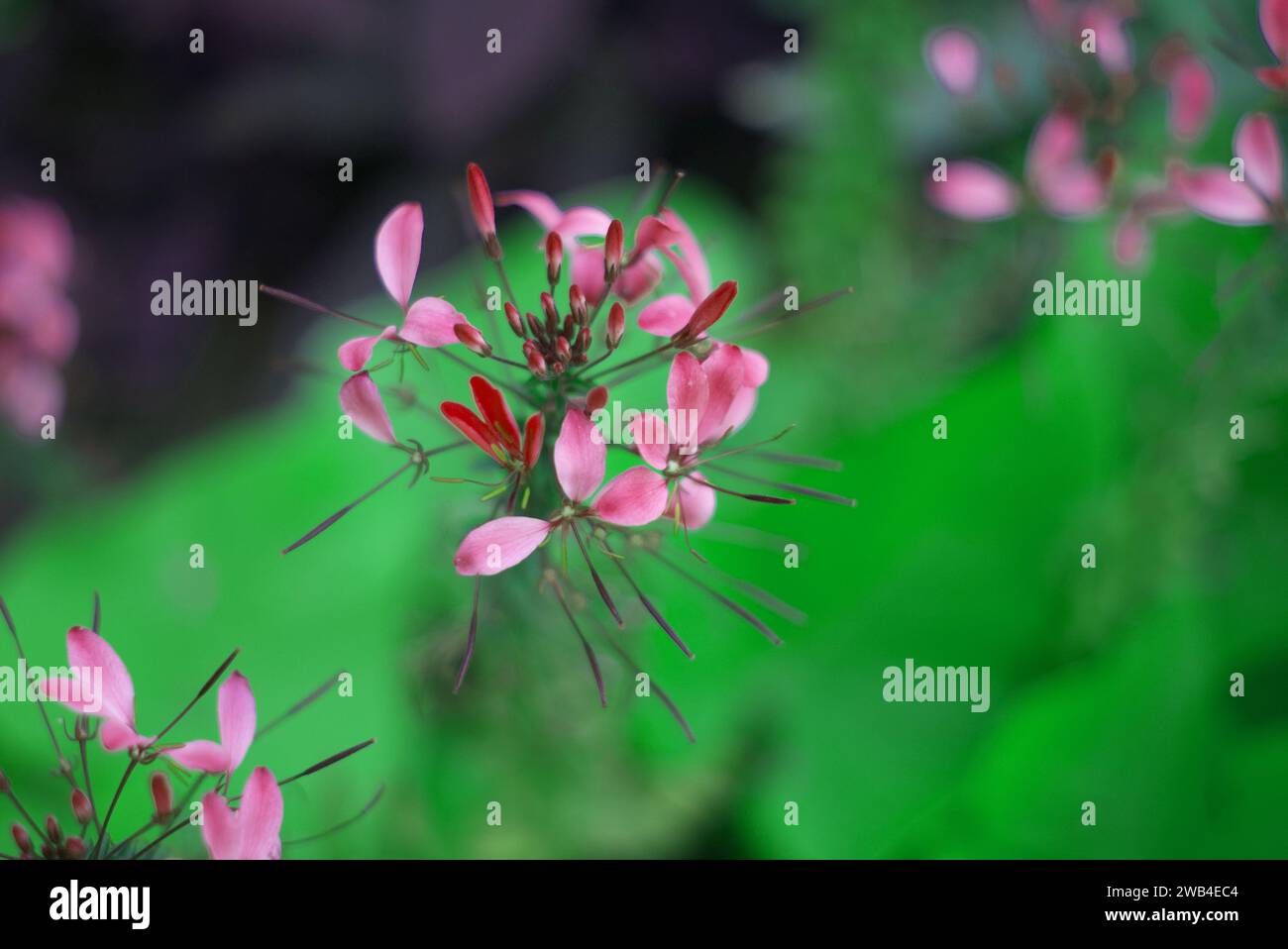 sfondo, pianta in fiore, sfondo sfocato, bokeh, meraviglia botanica, cleoma houtteana, primo piano, dettaglio, flora, floreale, spikelet floreale, fiore Foto Stock