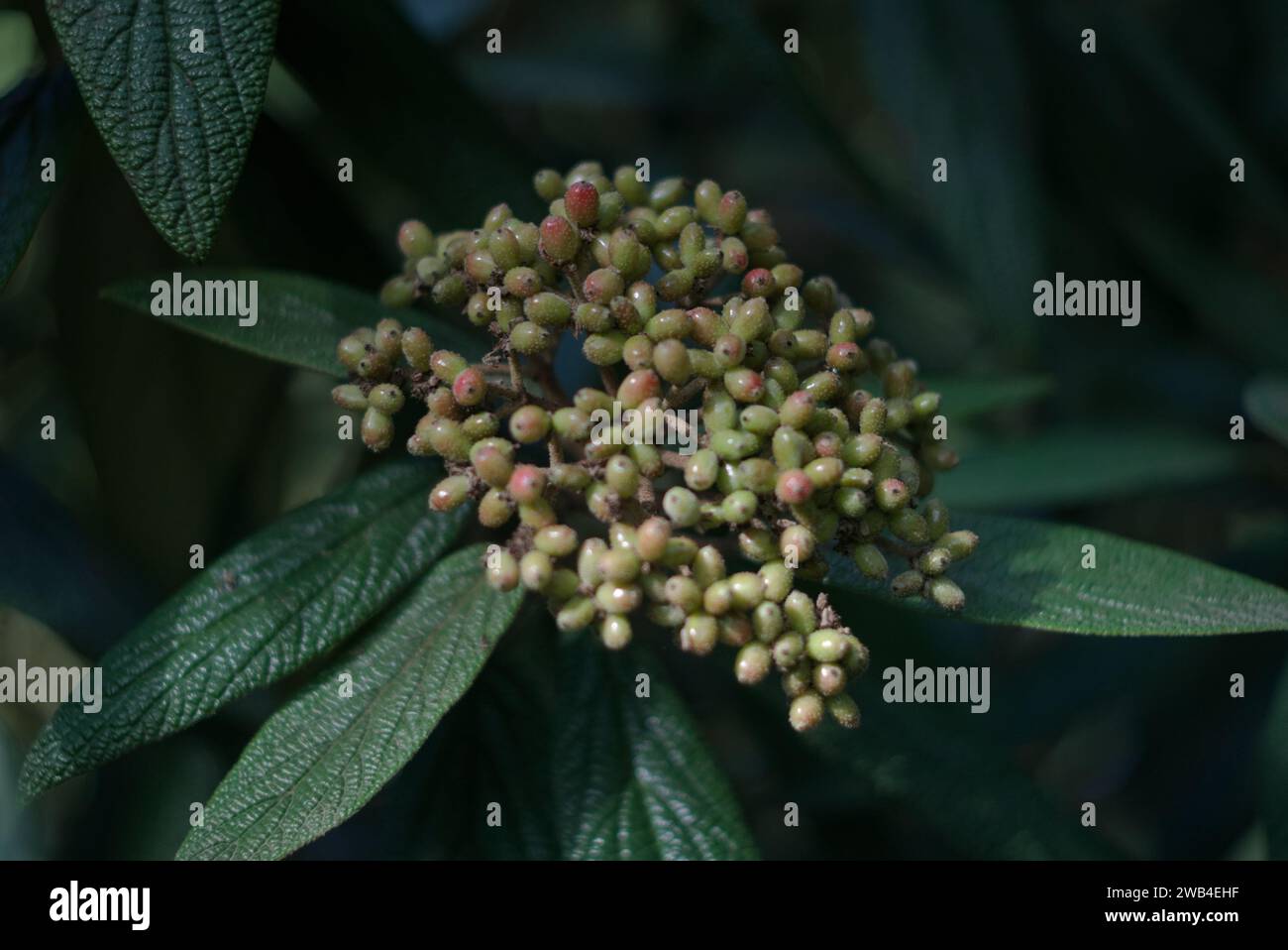 Bacche di viburnum selvatiche non commestibili chiamate Viburnum rhytidophyllum o viburnum di foglia di cuoio. La pianta sempreverde presenta foglie stropicciate con una superficie ruvida. Foto Stock