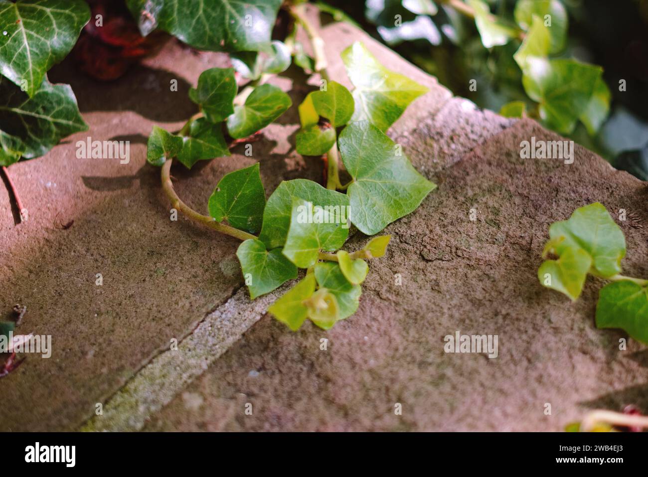 Una pianta che assomiglia ad un'uva o ad una vite. Tracciamento lento della telecamera. Hedera Helix, edera europea, edera comune, edera inglese, edera semplice Foto Stock