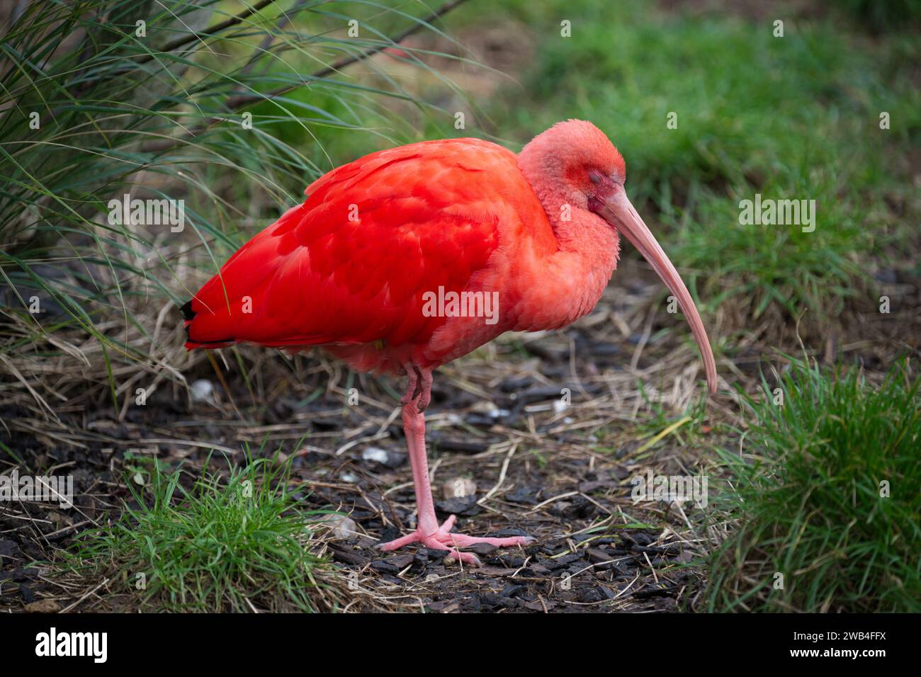 Un ibis Scarlet allo Zoo di Londra Foto Stock