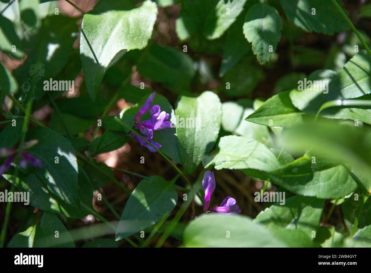 Fiore di alfalfa viola che cresce sul fondo della foresta a Cypress Hills, Alberta Foto Stock