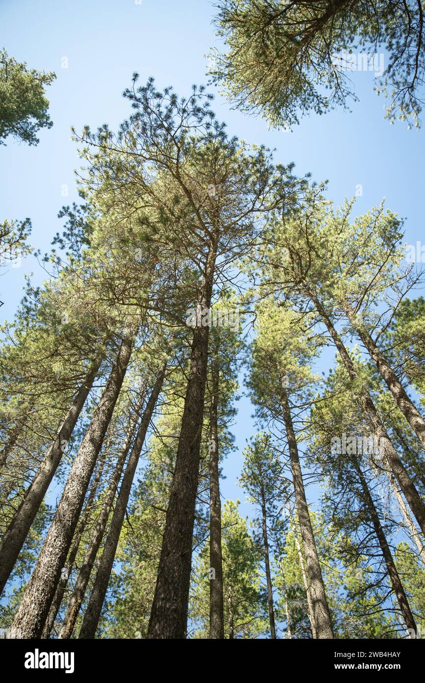 Foresta di pini, affacciata su un cielo blu, Cypress Hills, Alberta Foto Stock