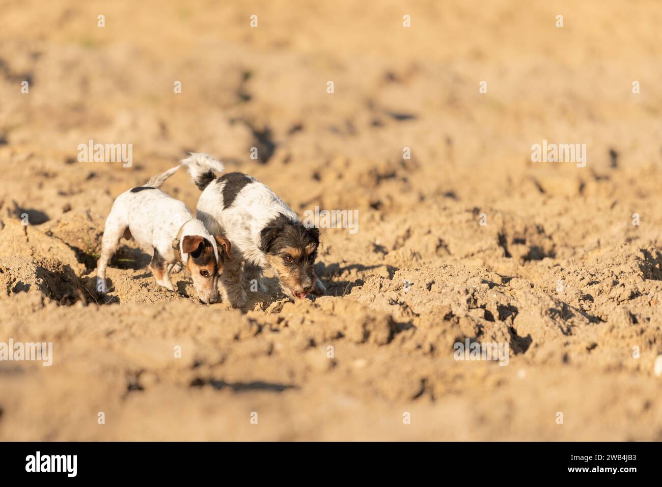 Carino 2 Jack Rusell Terrier cane sono seguendo un sentiero su un campo. I cani sono i 4 e 12 anni. Foto Stock