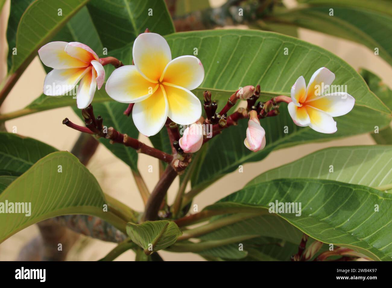 fioritura dell'albero di frangipani in un monastero ortodosso a creta in grecia Foto Stock