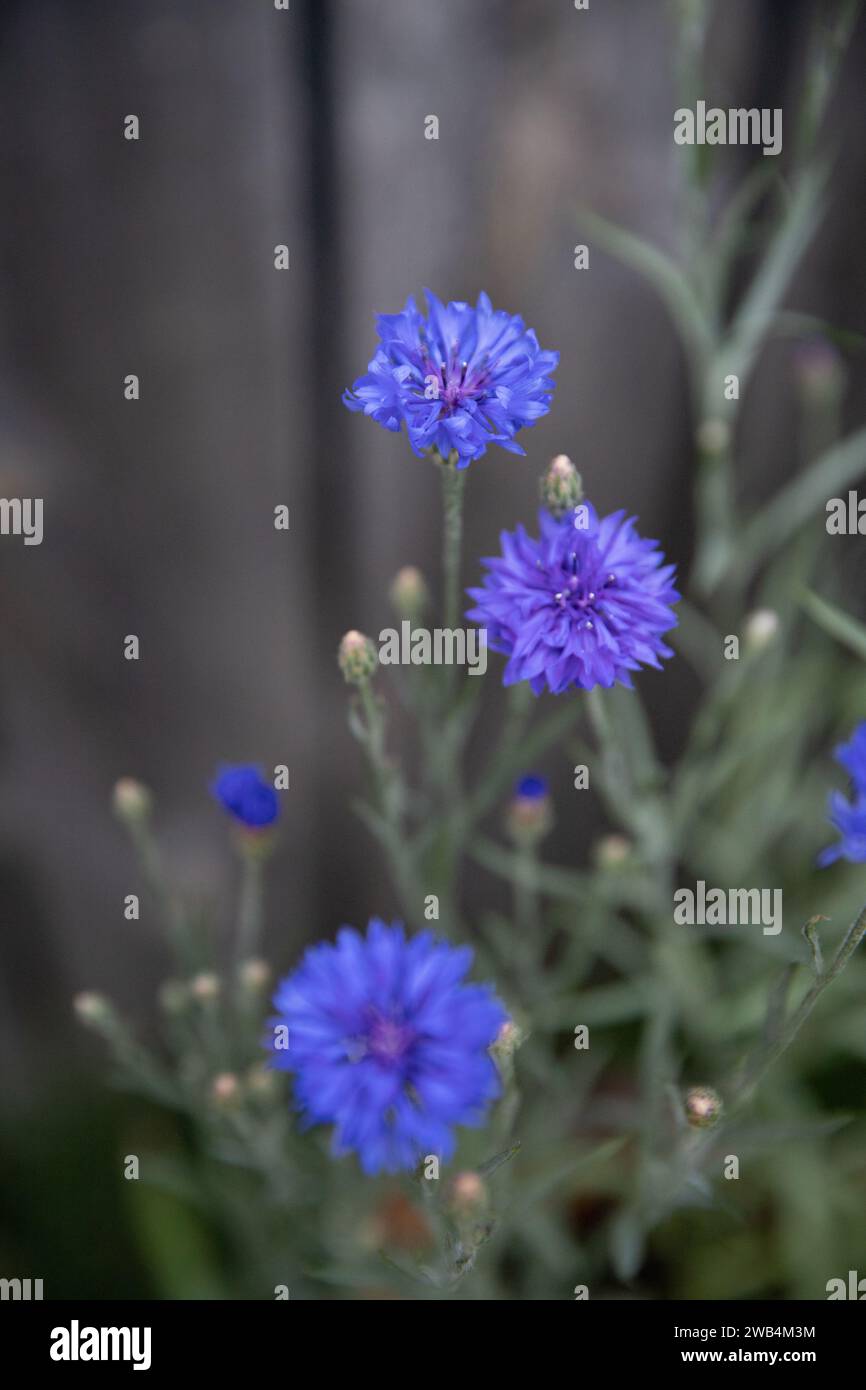 Fiori di bottoni blu scuro di Batchelor, giardino di fiori canadesi Foto Stock