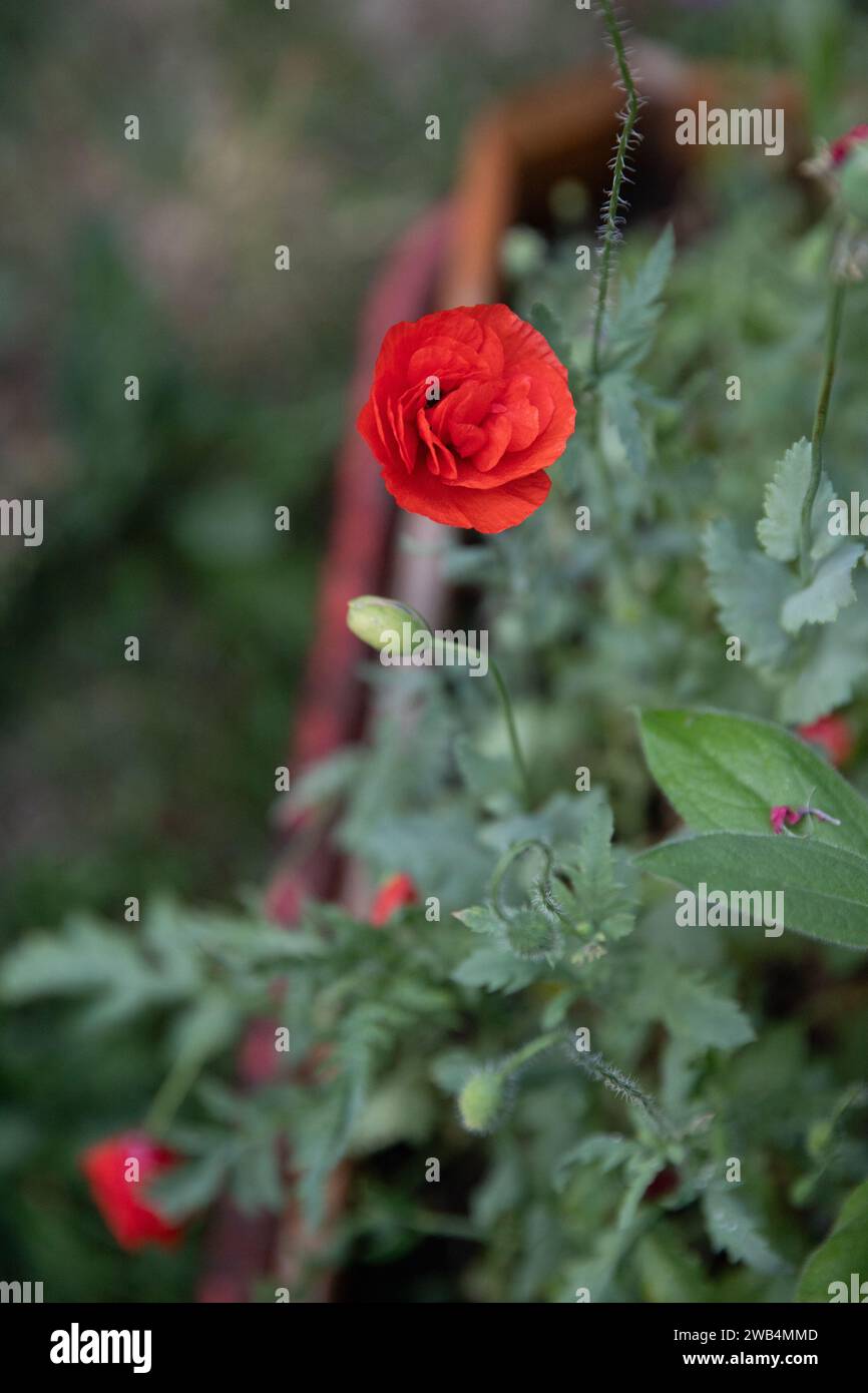 Papavero rosso nel giardino dei fiori, Saskatchewan, Canada Foto Stock
