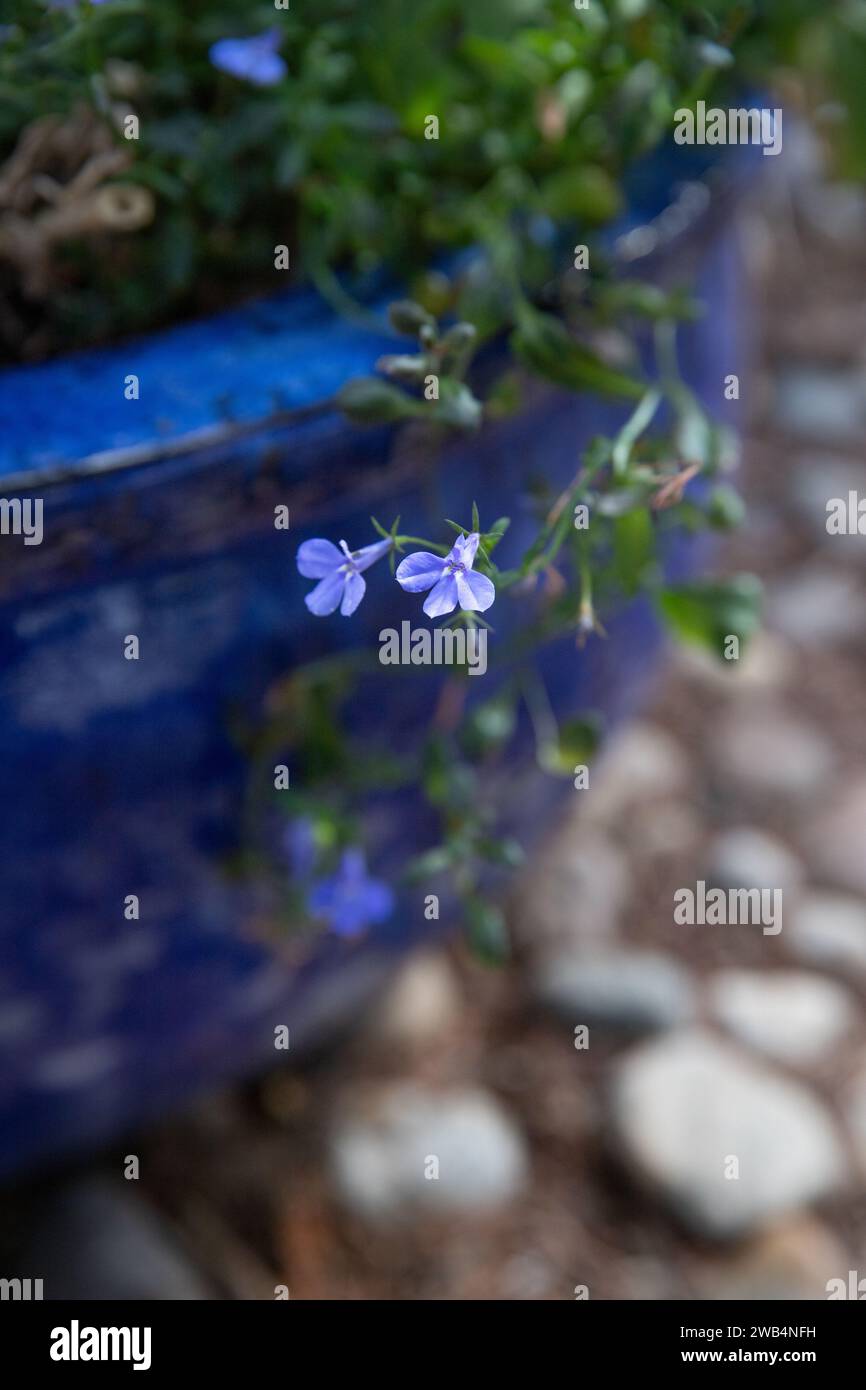 Un vaso vegetale blu brillante pieno di fiori di lobelia in un giardino roccioso, Saskatchewan, Canada Foto Stock