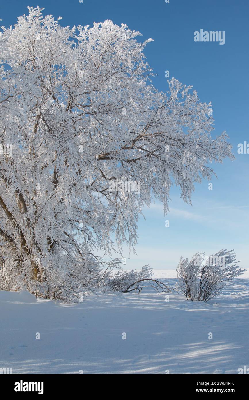 Hoar Frost Covered Tree in Saskatchewan, gennaio 2023 Foto Stock