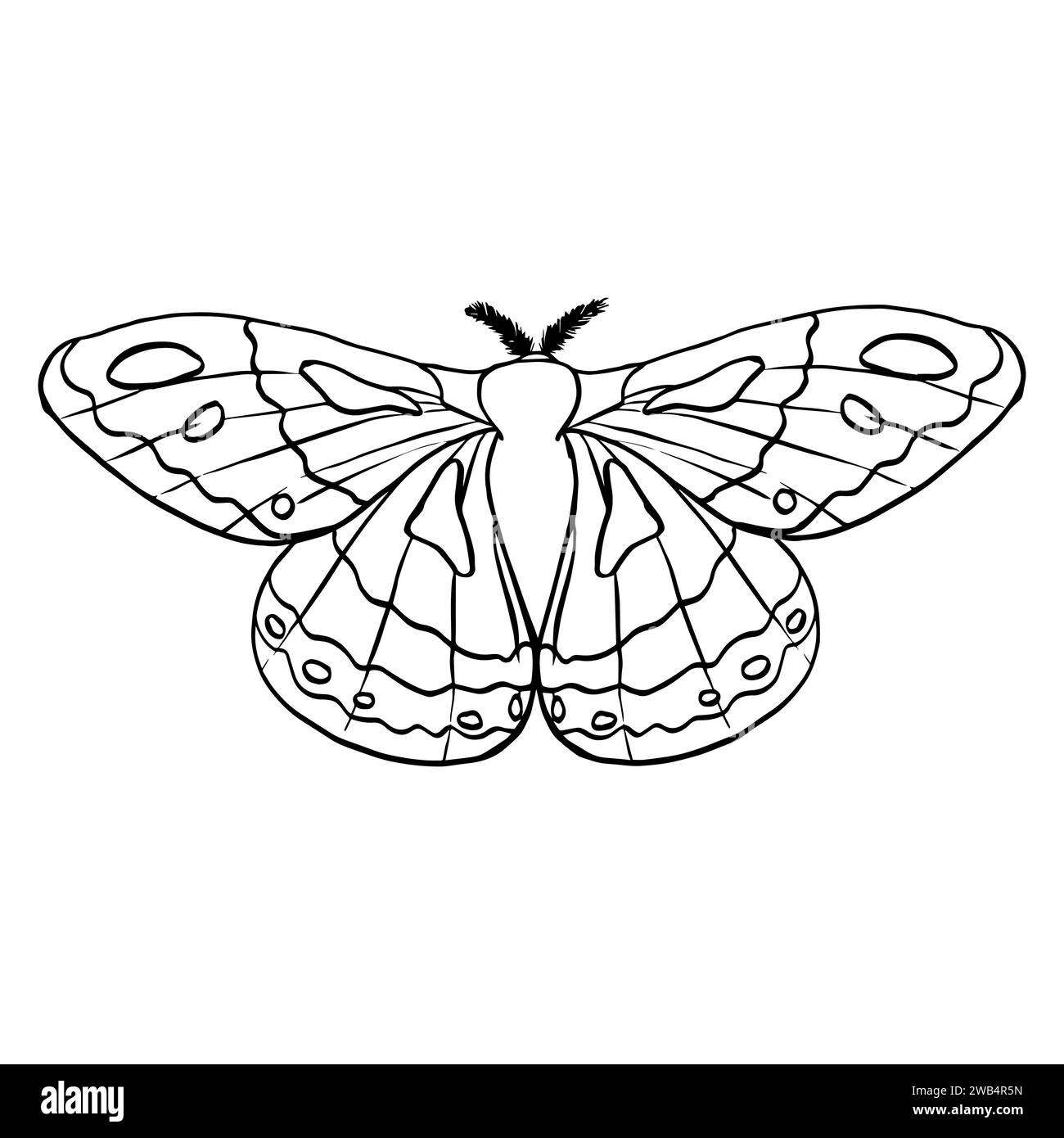 Sagoma lineare a contorno nero isolato su sfondo bianco. Illustrazione grafica vettoriale semplice piatta farfalla notturna imperiale. Una semplice linea han Illustrazione Vettoriale