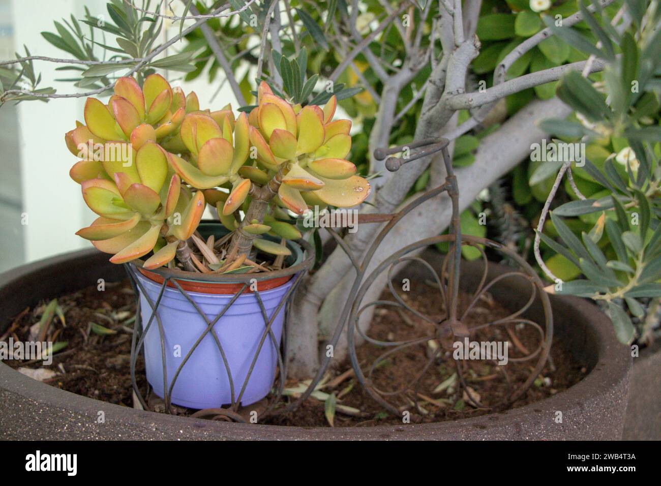 Un vaso viola Crassula Ovata Jade su un telaio per biciclette poggia alla base di un tronco di ulivo Foto Stock
