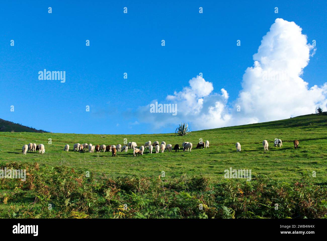 Pecore che pascolano a Caideros, Gran Canaria Foto Stock