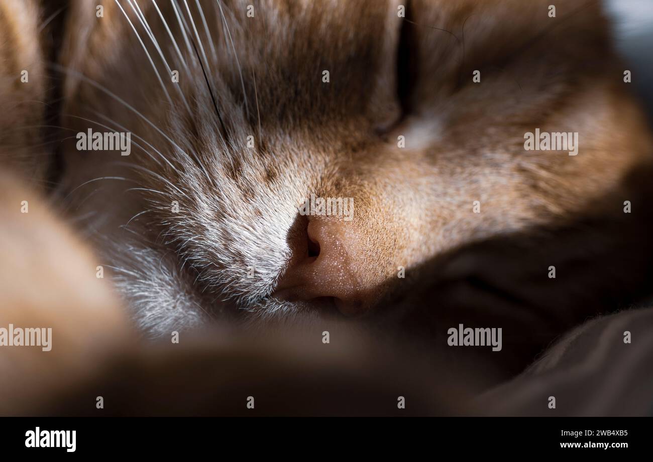 Una vista ravvicinata del naso di un ginger mentre dorme alla luce del sole Foto Stock