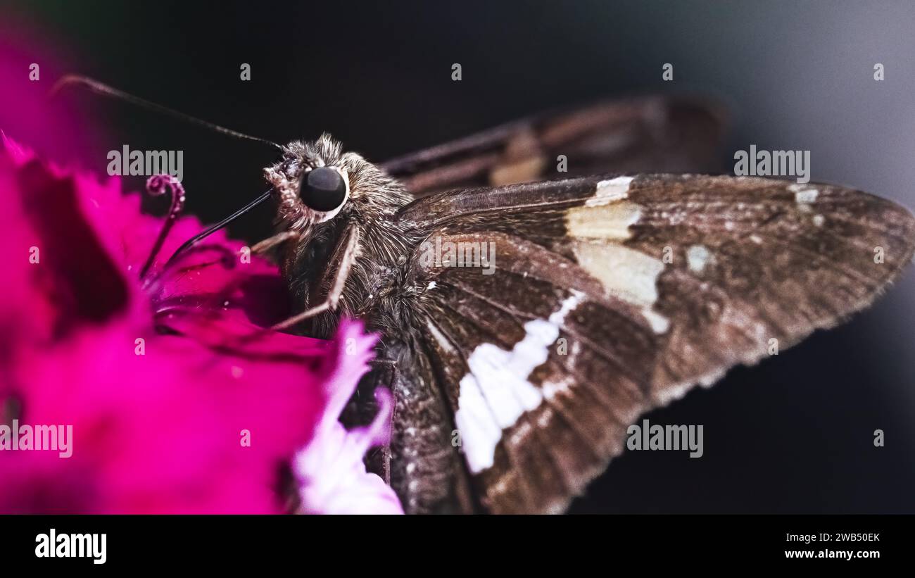 Estremo primo piano di una farfalla Skipper maculata d'argento (Epargyreus clarus) che usa la sua lingua lunga per bere nettare da un fiore rosa di dianthus. Foto Stock