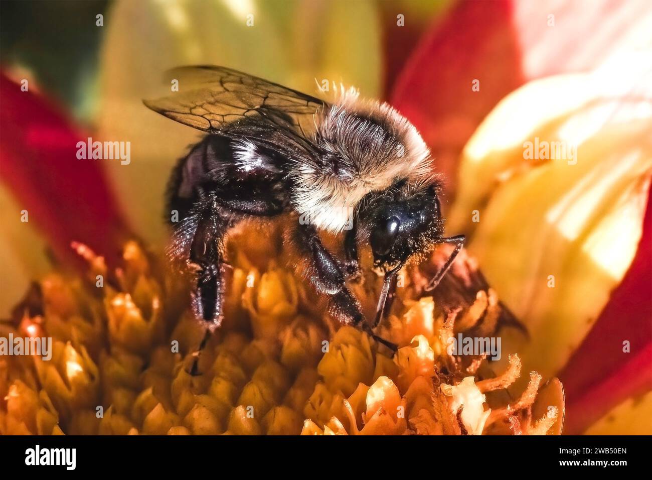 Una femmina operaia di Bombus Impatiens Common Eastern Bumble Bee che impollina un fiore di dahlia rosso e giallo alla luce del sole. Long Island, New York, USA Foto Stock