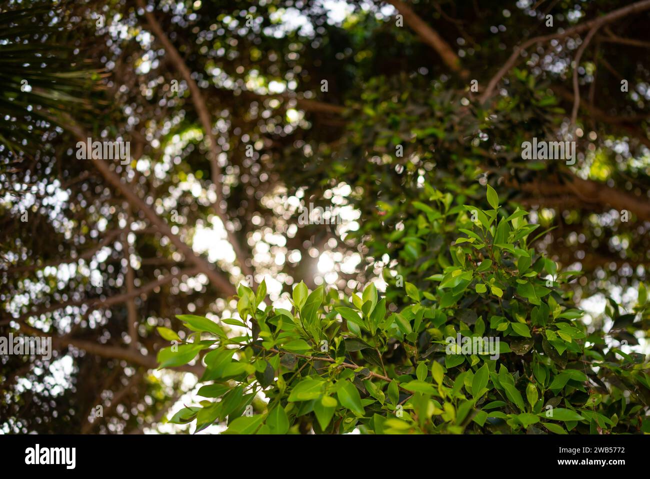 Abbondanti foglie verdi sullo sfondo con la luce del sole attraverso il fogliame Foto Stock
