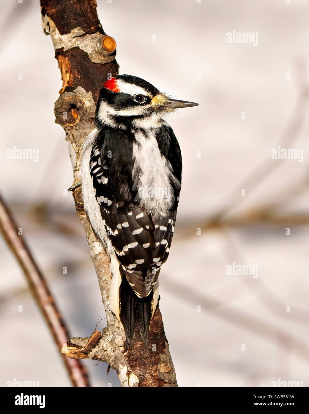 Vista posteriore maschio Woodpecker che si afferra al tronco di un albero e mostra un piumaggio di colore bianco e nero nell'ambiente e nell'ambiente circostante. Foto Stock
