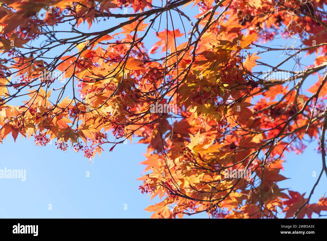 Colori vivaci di foglie autunnali, rosse, arancioni e gialle su un albero con un cielo blu sullo sfondo. Foto Stock